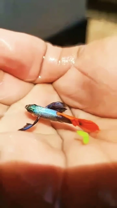 premium quality dumbo ear guppy fish 🐠🐠🐟🐟🐟
