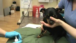 VETT 220 Task 40- IV injections- Saphenous or Cephalic Vein- Dog
