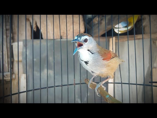 Birds song The crescent-chested babbler class=