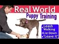 Easy Puppy Training: 3 Things 1 Session (Leash walking, Leave it, Lie down) Easy Puppy Training: 3 Things 1 Session (Leash walking, Leave it, Lie down)