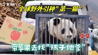 大熊猫草草：一岁被圈养，十四岁自己回野外，带着一箱脆苹果找“孩子他爹”，全球第一个野外引种成功的大熊猫