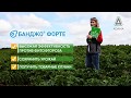 Опыт Республики Беларусь по защите картофеля от фитофтороза