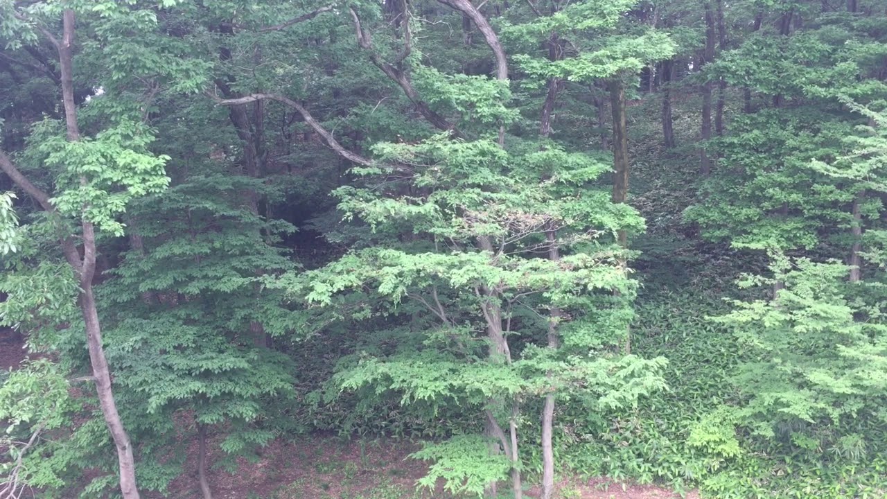 誰かが木を突く音