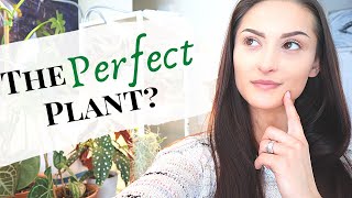 CHOOSING THE PERFECT PLANT | What is my favorite houseplant? | YouTuber Collaboration | Houseplants