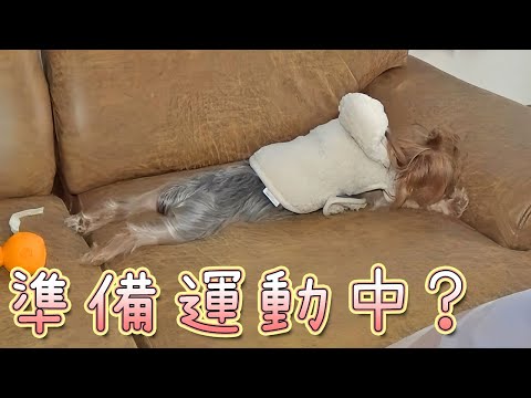【ヨークシャテリア】オヤツも食べて遊ぶ前の準備運動中⁉【Yorkshire Terrier】