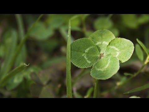 ვიდეო: როგორ გავზარდოთ კურდღელი: 14 ნაბიჯი (სურათებით)