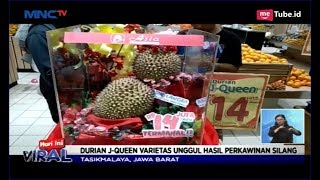 FANTASTIS!! Durian J-Queen dari Tasikmalaya Seharga Rp14 Juta - LIS 28/01