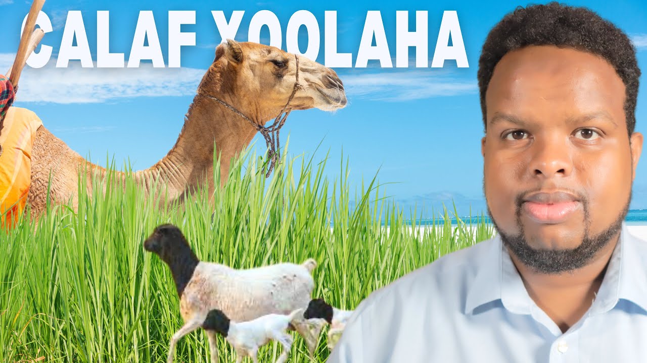 HAL HEKTAR SANADKII 50 KUN DOOLAR KA SAMEE - Make 50k With one Hectare of Land 