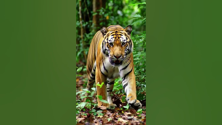 Boy vs Tiger Chase in Jungle – Epic Slow Motion Wildlife Scene