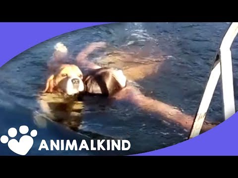 Video: Pet Scoop: Beagle uviazol na Utah Cliff, odpadky zberateľ šetrí zmrazenie mačiatko