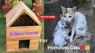 We Built a Cozy Home for Homeless Cats 🏠🐾 / ReBuli Studio