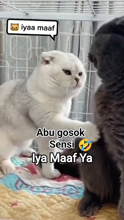 AKU MINTA MAAF YA #videoshortsviral #videoshortstrending #videoshortspopular #cat #kucing #shorts