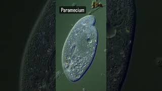 Paramecium(पैरामिशियम) shortsfeed scienceshortncert parameciumnewshorts  sciencefactsbiology