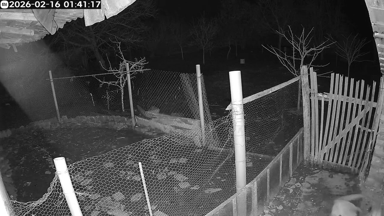 fox stealing chickens ...Vulpe la furat gaini in curte la Dudestii Vechi