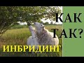 Разведение овец и коз в инбридинге. Инбридинг. Ч. 5.