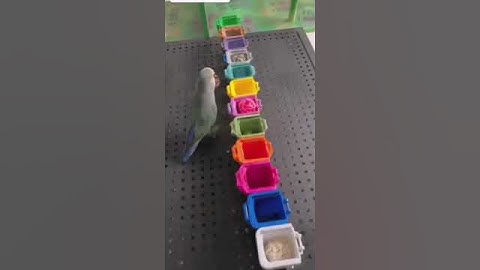 Bird Color: Sorting the colors each in its assigned place