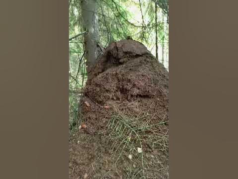 гигантский муравейник - YouTube