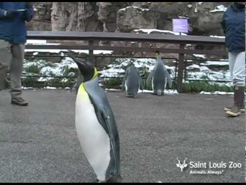 March of the penguins at Saint Louis Zoo - YouTube