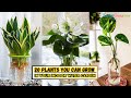 20 Plants You Can Grow in Your Indoor Water Garden || Home Garden #houseplants