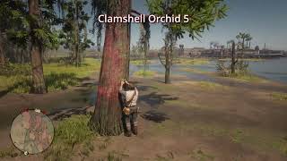 RDR2 - 10 Clamshell Orchid Location - Duchesses and other Animals - Exotics Requests