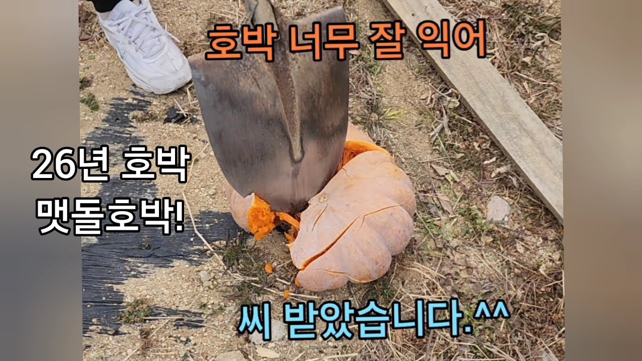 호박을 외 삽으로...?