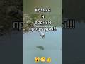"КОТИКИ И ВОДНЫЕ ПРОЦЕДУРЫ"🙀😸👍 #cat #веселыекоты #котики#музыка