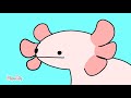 A burping axolotl animation