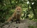 O VERDADEIRO SOM DA RAPOSA | THE TRUE SOUND OF FOX