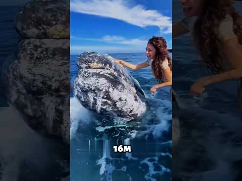 Горбатый кит — гигант, который умеет летать! #киты #животные #природа #океан #shorts