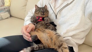 Download Lagu 怪我してた野良猫を保護してあげたら日に日に態度が大きくなって困ってます…笑 MP3 Download Lagu 怪我してた野良猫を保護してあげたら日に日に態度が大きくなって困ってます…笑 MP3