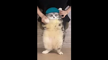 Chipi Chipi Chapa Chapa Meme Cats Dancing 