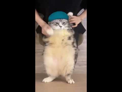 Chipi Chipi Chapa Chapa Meme Cats Dancing