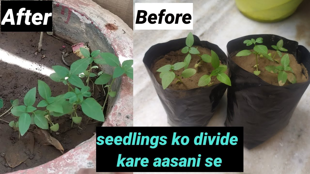 How to transplant seedlings/baby plants/podh ko alag kaise lagaye YouTube