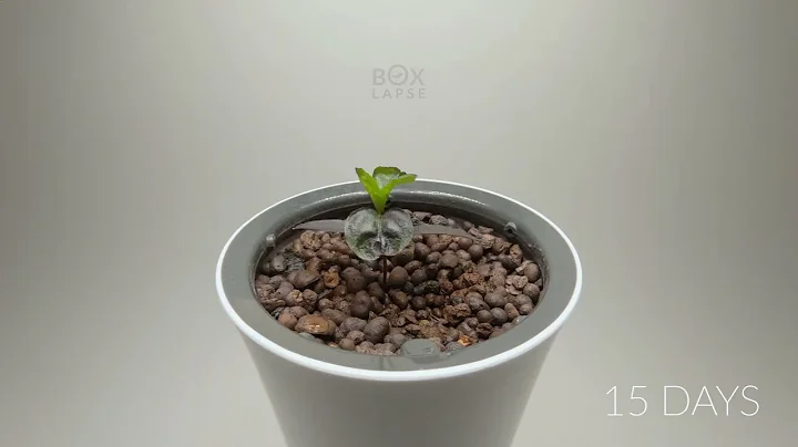 100 Days in 1 minute   HYDROPONIC CHILI PEPPER Tim...