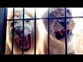 Lion CLAWS Cut Deep | The Lion Whisperer