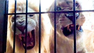 LION PRIDE Reacts to Claw Clipping | The Lion Whisperer