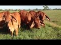 How to Use Genetic Bio Technologies to Improve Cattle Herd Production - TvAgro, Juan Gonzalo Angel