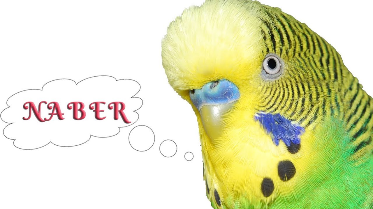 NABER Ses Kaydı - Muhabbet Kuşu Konuşturma Eğitimi 2018