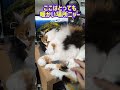 猫さま暖かいところで寝転んでパソコンを壊そうとする　#cgtrending #パソコンから音がしてる ♯Macbook #三毛猫