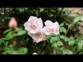 SUMMER RAIN ON A SLOW DAY IN MY COUNTRYSIDE LIFE | foraging mushrooms on peaceful rainy forest walk