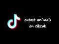 tiktok animal compilation