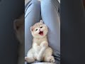 Here’s an adorable little kitten for you! 😻