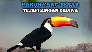 Seberapa berat paruh burung tukan ini