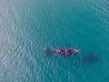 Ballenas jugando con los Kayaks, imponente el tamaño de estos bichos!