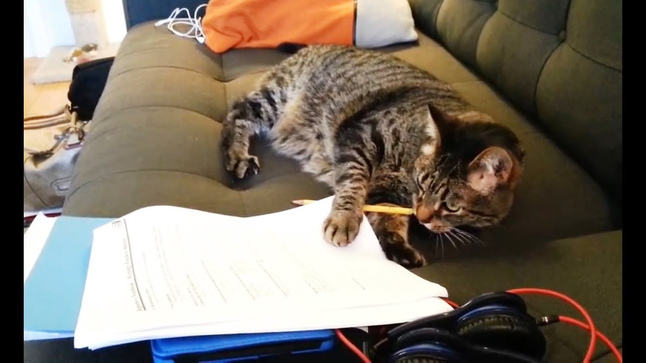 Cats Helping With Homework Youtube