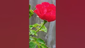Thumbnail of Sé que :"Tiene Espinas el Rosal"🌹Mailob!🥀🎼🎙🔊