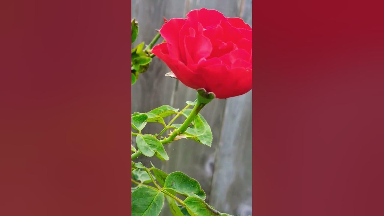 Sé que :"Tiene Espinas el Rosal"🌹Mailob!🥀🎼🎙🔊