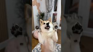 Doge with the tricks (Pokédance) #cutenessoverload