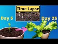 Growing lettuce from seed to harvest plant time lapse