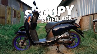 Cat Honda Scoopy FI - Blue Black